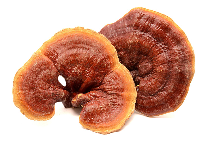 Ganoderma